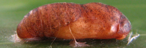 Pupae